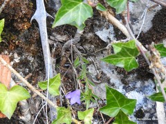Campanula scheuchzeri