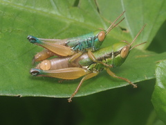 Caryanda spuria