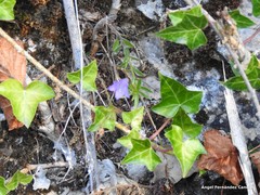 Campanula scheuchzeri