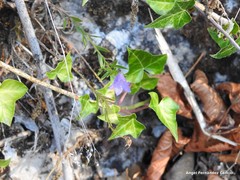 Campanula scheuchzeri