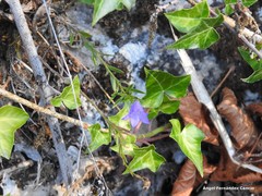 Campanula scheuchzeri