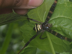 Argiope reinwardti