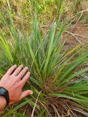 Dianella latissima