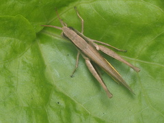 Phlaeoba fumosa