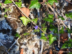 Campanula scheuchzeri