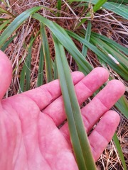 Dianella latissima