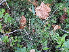 Genista hispanica