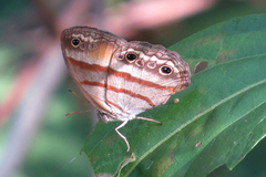 Cissia pseudoconfusa