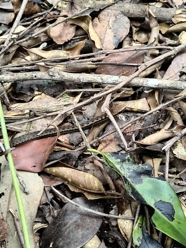 Head-striped Leaf-litter Snake