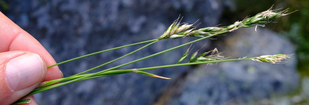 Anthoxanthum dregeanum