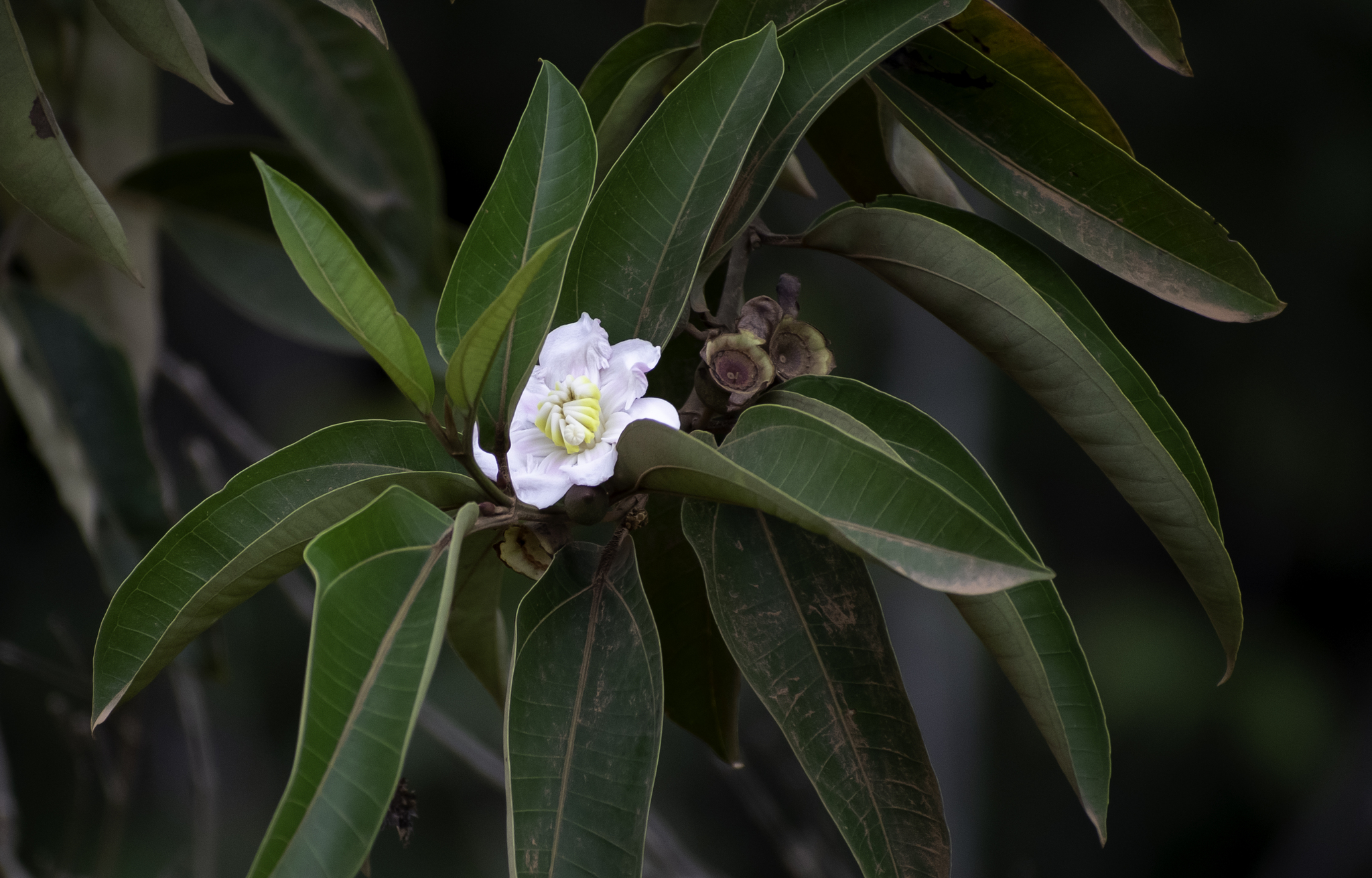 Bellucia acutata