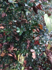 Ilex crenata crenata