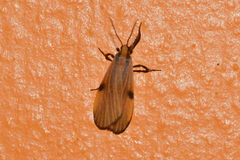 Lycomorphodes