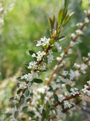 Pimelea axiflora