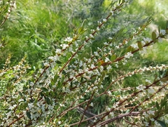 Pimelea axiflora
