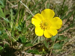 Ranunculus graniticola