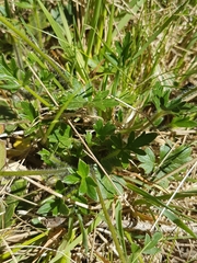 Ranunculus graniticola