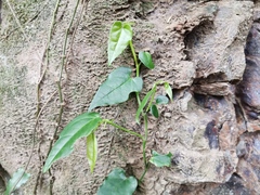 Cocculus orbiculatus