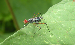 Hoplocheiloma maculosum