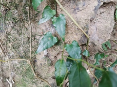 Cocculus orbiculatus