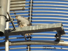 Falco hypoleucos