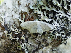 Cyclophora albipunctata