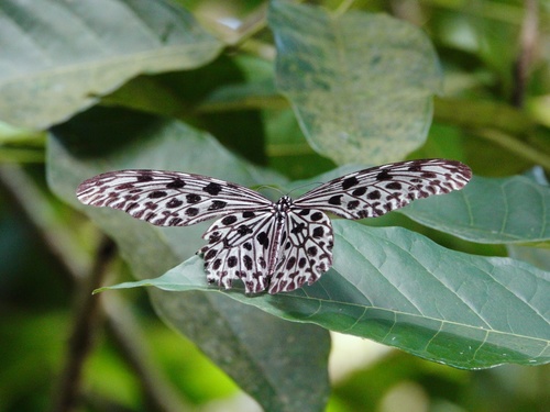 Giant Tree Nymph