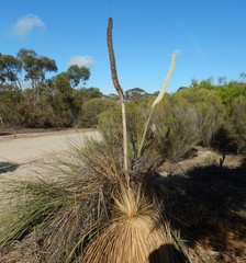 Xanthorrhoea caespitosa