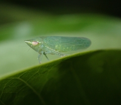 Cicadellidae