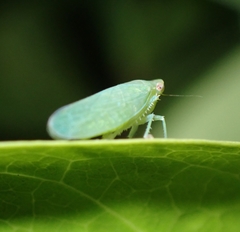 Cicadellidae