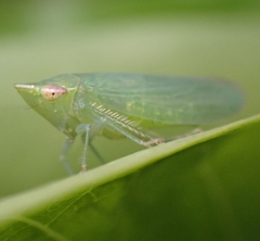 Cicadellidae