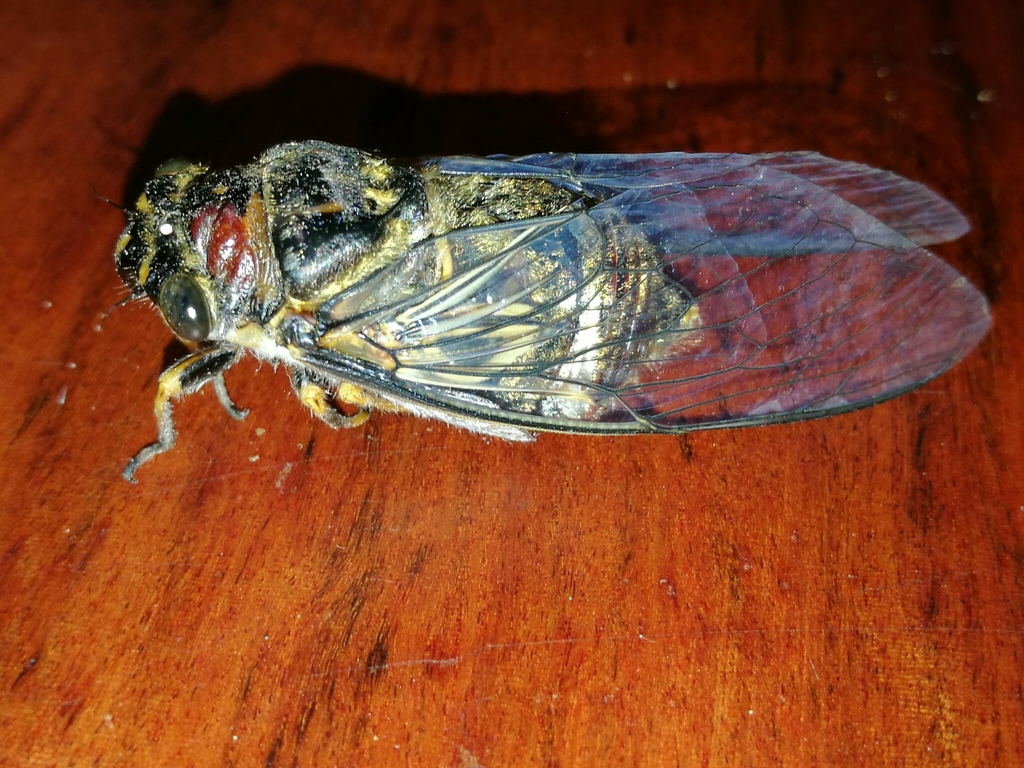 Matobo Widehead Cicada