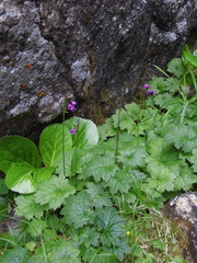 Primula matthioli