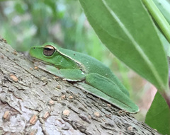 Ranoidea phyllochroa