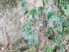 Cocculus orbiculatus
