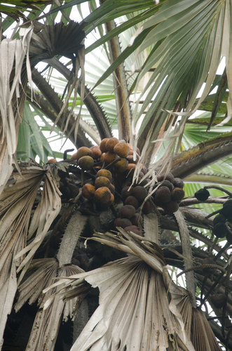 Hyphaene guineensis image