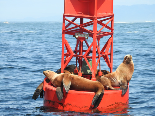 Steller Sea Lion photographed in Oregon