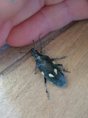 Polyclaeis longicornis