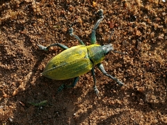 Polyclaeis longicornis