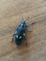 Polyclaeis longicornis