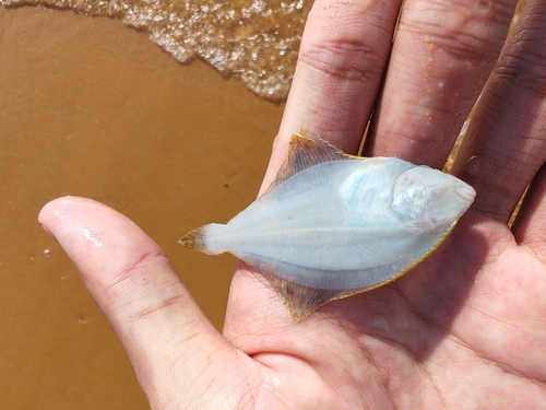 Stone flounder (Kareius bicoloratus) — Pleuronectidae — 4