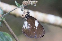 Euploea radamanthus