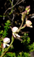 Disa uncinata