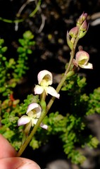 Disa uncinata