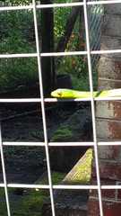 Philothamnus natalensis