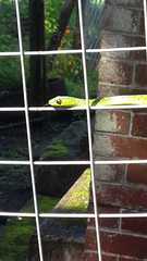 Philothamnus natalensis