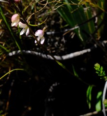 Disa uncinata