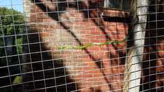 Philothamnus natalensis