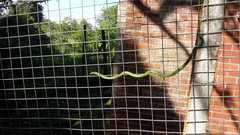 Philothamnus natalensis