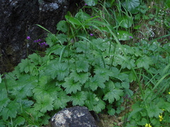 Primula matthioli